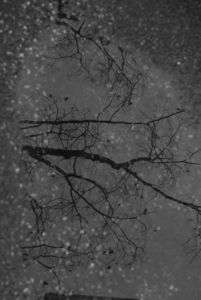 水面木　〜みなもぎ〜