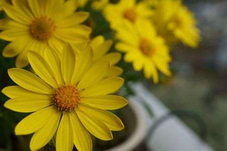 オステオスペルマム