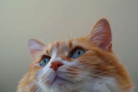 きらきら おめめ