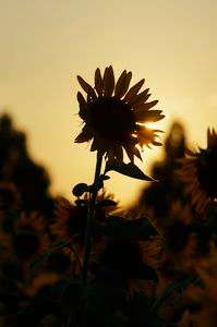 向日葵-夏の終わり