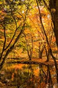 日本の四季を楽しむ(*´з`)