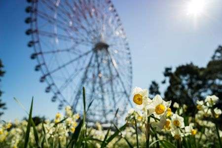 大観覧車とスイセン