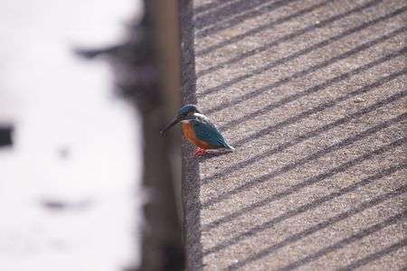 カワセミちゃん