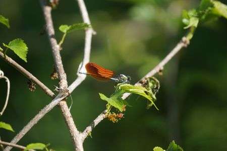 ニホンカワトンボ