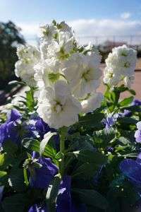 強風を耐えるお花