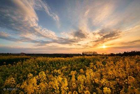 Yellow field shining in the setting sun