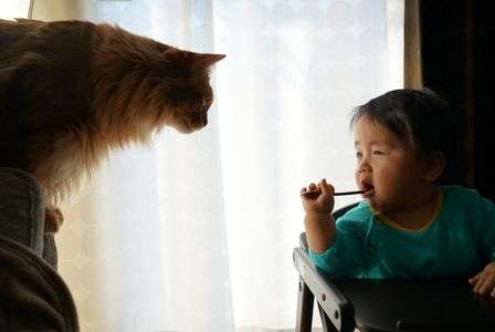猫と子