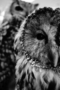 かわいいフクロウ２