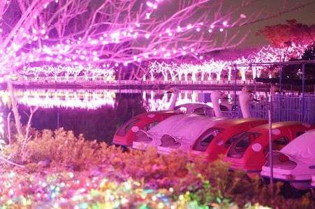 光の桜並木とスワン達