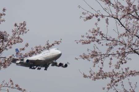 ジャンボジェットと桜