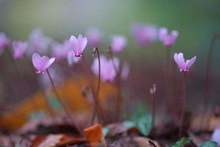 儚くも美しい（３枚）