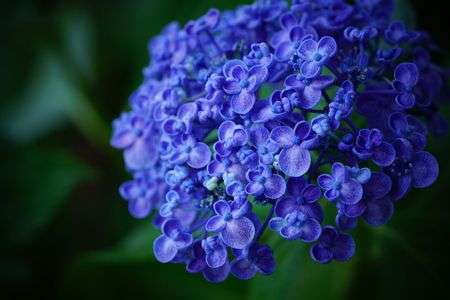 おたふく紫陽花