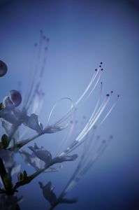 輝くネコノヒゲ