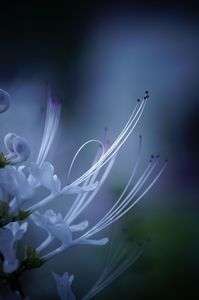 輝くネコノヒゲ②