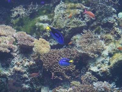 美ら海水族館の魚たち