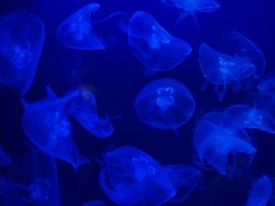 なんとなく、見入ってしまう。