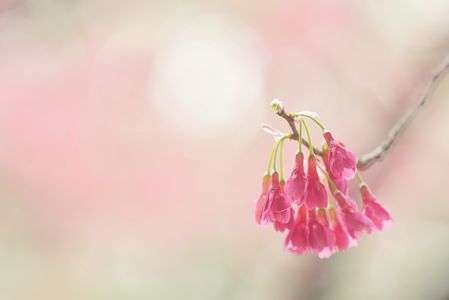 ～桜色を撮る～