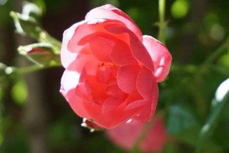 泉ボタニカルガーデンにて①