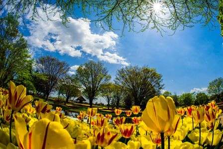 今年もチューリップ撮りました。