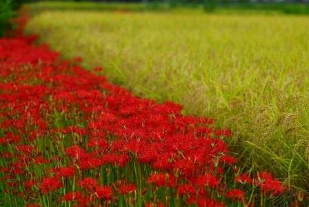 亀岡彼岸花の里