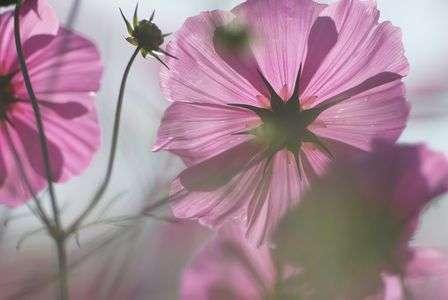 コスモス