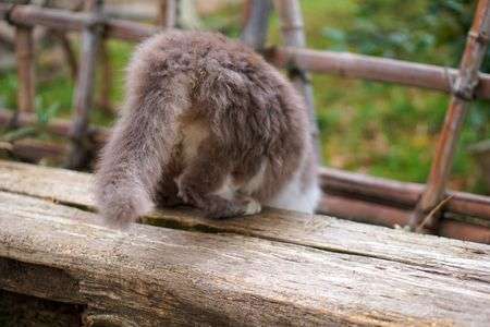 頭隠して尻隠さず