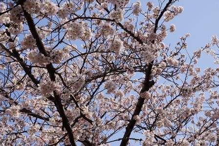 青空と桜
