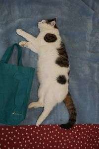 買い物にいくネコ