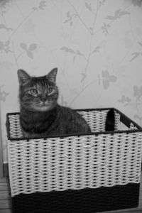 カゴとネコ
