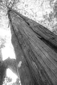 大きなスギノキ