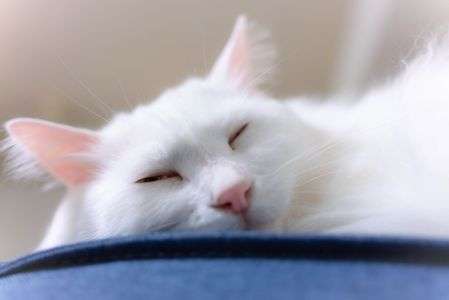 寝顔　ソラちゃん