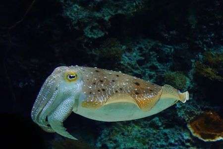 美ら海のヘンな生物