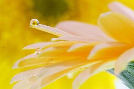 αcafe体験会～雫の中のお花を撮ろう～