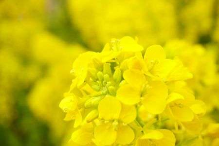 早春の花～その２