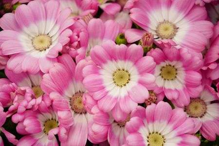 早春の花～その４