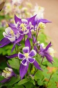 早春の花～その１