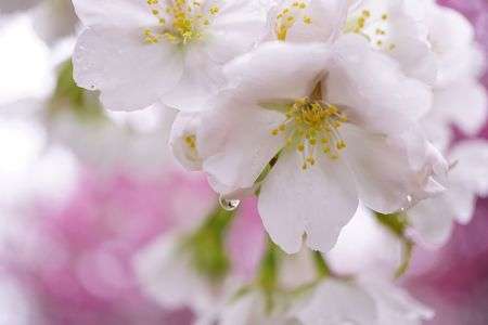 さとうち　2017桜撮影会～ふんわり優しく♡