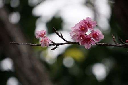 沖縄で初桜