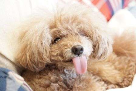 あっかんBeh〜♬