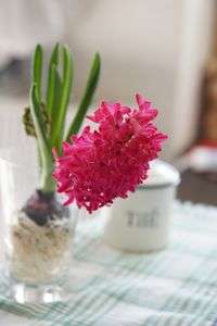 Hyacinth♬
