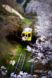 平成鉄道と桜