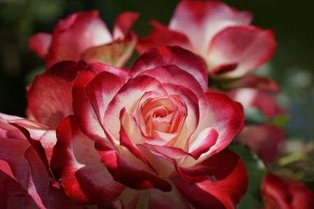 花菜ガーデンのバラ　④