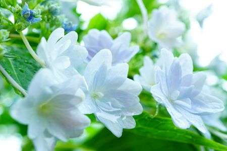 雨上がりの紫陽花