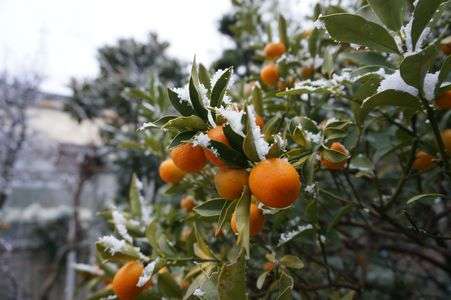 2015元旦　雪と金柑