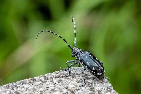 カミキリムシ　２