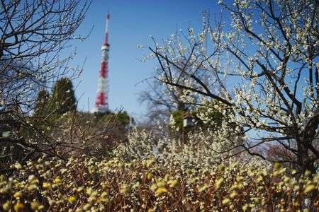 春のに囲まれたタワー