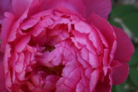 ピンクのベール