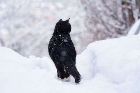 あしたは晴れるよ　#生きもの_ペット#