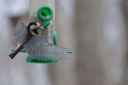 ヒマワリゲットのヤマガラさん