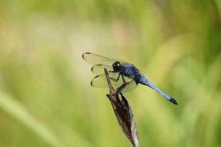 オオシオカラトンボ